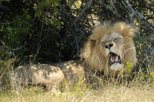 Kwantu private game reserve - Südafrika