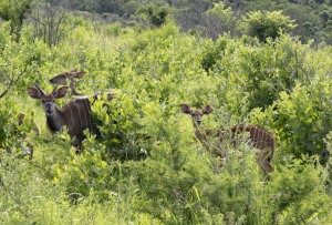 game reserve Hluhluwe - Südafrika