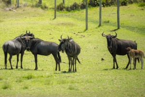 Kwantu private game reserve - Südafrika