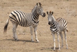 Garden Route Game Lodge