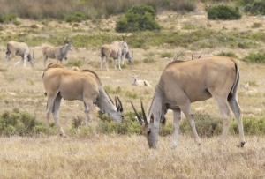 Garden Route Game Lodge