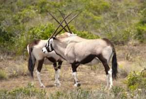 Garden Route Game Lodge