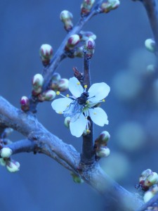 IMG_2301-2-fliege-auf-bluete-heiligenberg