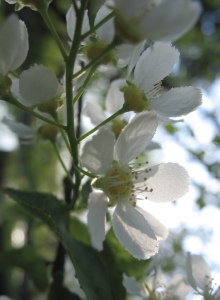 IMG_3070-fruehling-weimar-holzdorf