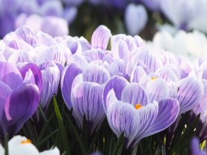 Fruehling-2