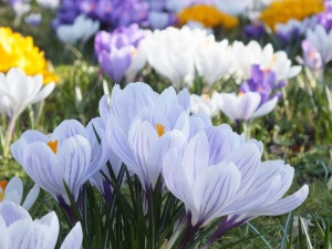 Fruehling