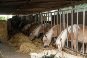 Peter Reich und Dr. Hans-Jörg Zöllner beobachten den Weg der Haflinger vom Stall auf die Weide Peter Reich und Dr. Hans-Jörg Zöllner beobachten den Weg der Haflinger vom Stall auf die Weide