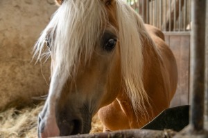 Peter Reich und Dr. Hans-Jörg Zöllner beobachten den Weg der Haflinger vom Stall auf die Weide