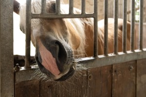 Peter Reich und Dr. Hans-Jörg Zöllner beobachten den Weg der Haflinger vom Stall auf die Weide