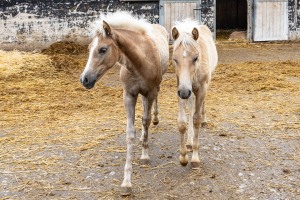 Peter Reich und Dr. Hans-Jörg Zöllner beobachten den Weg der Haflinger vom Stall auf die Weide