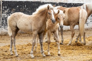 Peter Reich und Dr. Hans-Jörg Zöllner beobachten den Weg der Haflinger vom Stall auf die Weide