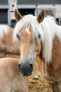 Peter Reich und Dr. Hans-Jörg Zöllner beobachten den Weg der Haflinger vom Stall auf die Weide