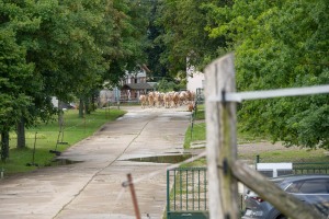 Peter Reich und Dr. Hans-Jörg Zöllner beobachten den Weg der Haflinger vom Stall auf die Weide Peter Reich und Dr. Hans-Jörg Zöllner beobachten den Weg der Haflinger vom Stall auf die Weide