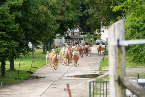 Peter Reich und Dr. Hans-Jörg Zöllner beobachten den Weg der Haflinger vom Stall auf die Weide
