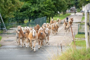 Peter Reich und Dr. Hans-Jörg Zöllner beobachten den Weg der Haflinger vom Stall auf die Weide