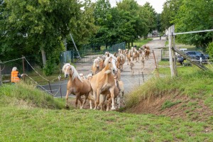 Peter Reich und Dr. Hans-Jörg Zöllner beobachten den Weg der Haflinger vom Stall auf die Weide