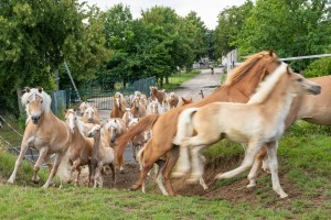 Peter Reich und Dr. Hans-Jörg Zöllner beobachten den Weg der Haflinger vom Stall auf die Weide Peter Reich und Dr. Hans-Jörg Zöllner beobachten den Weg der Haflinger vom Stall auf die Weide
