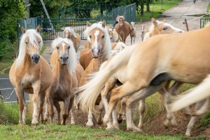 Peter Reich und Dr. Hans-Jörg Zöllner beobachten den Weg der Haflinger vom Stall auf die Weide