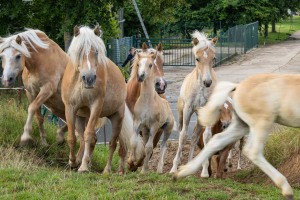 Peter Reich und Dr. Hans-Jörg Zöllner beobachten den Weg der Haflinger vom Stall auf die Weide Peter Reich und Dr. Hans-Jörg Zöllner beobachten den Weg der Haflinger vom Stall auf die Weide