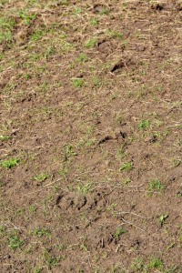 Peter Reich und Dr. Hans-Jörg Zöllner beobachten den Weg der Haflinger vom Stall auf die Weide