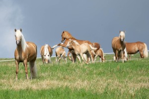 Peter Reich und Dr. Hans-Jörg Zöllner beobachten den Weg der Haflinger vom Stall auf die Weide