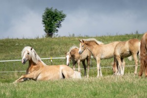 Peter Reich und Dr. Hans-Jörg Zöllner beobachten den Weg der Haflinger vom Stall auf die Weide Peter Reich und Dr. Hans-Jörg Zöllner beobachten den Weg der Haflinger vom Stall auf die Weide