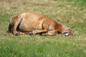 Peter Reich und Dr. Hans-Jörg Zöllner beobachten den Weg der Haflinger vom Stall auf die Weide