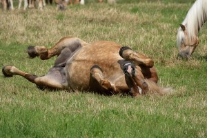 Peter Reich und Dr. Hans-Jörg Zöllner beobachten den Weg der Haflinger vom Stall auf die Weide Peter Reich und Dr. Hans-Jörg Zöllner beobachten den Weg der Haflinger vom Stall auf die Weide