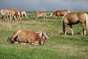Peter Reich und Dr. Hans-Jörg Zöllner beobachten den Weg der Haflinger vom Stall auf die Weide