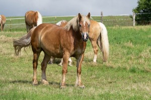 Peter Reich und Dr. Hans-Jörg Zöllner beobachten den Weg der Haflinger vom Stall auf die Weide