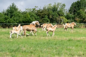 Peter Reich und Dr. Hans-Jörg Zöllner beobachten den Weg der Haflinger vom Stall auf die Weide