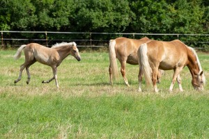 Peter Reich und Dr. Hans-Jörg Zöllner beobachten den Weg der Haflinger vom Stall auf die Weide