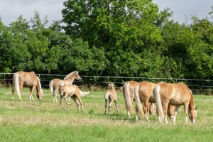 Peter Reich und Dr. Hans-Jörg Zöllner beobachten den Weg der Haflinger vom Stall auf die Weide