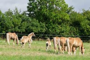 Peter Reich und Dr. Hans-Jörg Zöllner beobachten den Weg der Haflinger vom Stall auf die Weide Peter Reich und Dr. Hans-Jörg Zöllner beobachten den Weg der Haflinger vom Stall auf die Weide