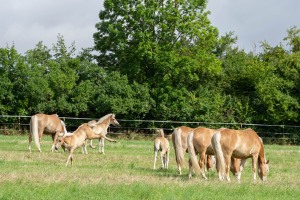Peter Reich und Dr. Hans-Jörg Zöllner beobachten den Weg der Haflinger vom Stall auf die Weide Peter Reich und Dr. Hans-Jörg Zöllner beobachten den Weg der Haflinger vom Stall auf die Weide