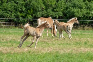 Peter Reich und Dr. Hans-Jörg Zöllner beobachten den Weg der Haflinger vom Stall auf die Weide Peter Reich und Dr. Hans-Jörg Zöllner beobachten den Weg der Haflinger vom Stall auf die Weide