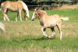 Peter Reich und Dr. Hans-Jörg Zöllner beobachten den Weg der Haflinger vom Stall auf die Weide Peter Reich und Dr. Hans-Jörg Zöllner beobachten den Weg der Haflinger vom Stall auf die Weide