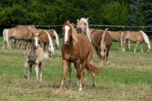 Peter Reich und Dr. Hans-Jörg Zöllner beobachten den Weg der Haflinger vom Stall auf die Weide Peter Reich und Dr. Hans-Jörg Zöllner beobachten den Weg der Haflinger vom Stall auf die Weide