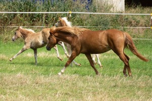 Peter Reich und Dr. Hans-Jörg Zöllner beobachten den Weg der Haflinger vom Stall auf die Weide Peter Reich und Dr. Hans-Jörg Zöllner beobachten den Weg der Haflinger vom Stall auf die Weide