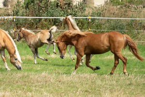 Peter Reich und Dr. Hans-Jörg Zöllner beobachten den Weg der Haflinger vom Stall auf die Weide Peter Reich und Dr. Hans-Jörg Zöllner beobachten den Weg der Haflinger vom Stall auf die Weide