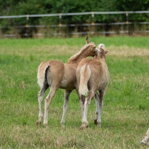 Peter Reich und Dr. Hans-Jörg Zöllner beobachten den Weg der Haflinger vom Stall auf die Weide Peter Reich und Dr. Hans-Jörg Zöllner beobachten den Weg der Haflinger vom Stall auf die Weide