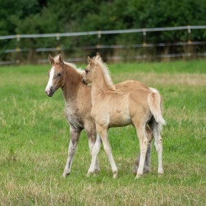 Peter Reich und Dr. Hans-Jörg Zöllner beobachten den Weg der Haflinger vom Stall auf die Weide Peter Reich und Dr. Hans-Jörg Zöllner beobachten den Weg der Haflinger vom Stall auf die Weide