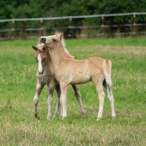 Peter Reich und Dr. Hans-Jörg Zöllner beobachten den Weg der Haflinger vom Stall auf die Weide