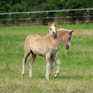 Peter Reich und Dr. Hans-Jörg Zöllner beobachten den Weg der Haflinger vom Stall auf die Weide
