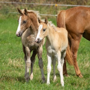 Peter Reich und Dr. Hans-Jörg Zöllner beobachten den Weg der Haflinger vom Stall auf die Weide