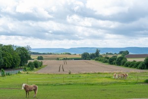 Peter Reich und Dr. Hans-Jörg Zöllner beobachten den Weg der Haflinger vom Stall auf die Weide