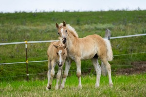 Peter Reich und Dr. Hans-Jörg Zöllner beobachten den Weg der Haflinger vom Stall auf die Weide