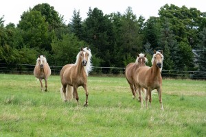 Peter Reich und Dr. Hans-Jörg Zöllner beobachten den Weg der Haflinger vom Stall auf die Weide Peter Reich und Dr. Hans-Jörg Zöllner beobachten den Weg der Haflinger vom Stall auf die Weide