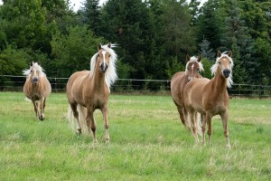 Peter Reich und Dr. Hans-Jörg Zöllner beobachten den Weg der Haflinger vom Stall auf die Weide Peter Reich und Dr. Hans-Jörg Zöllner beobachten den Weg der Haflinger vom Stall auf die Weide