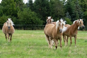 Peter Reich und Dr. Hans-Jörg Zöllner beobachten den Weg der Haflinger vom Stall auf die Weide Peter Reich und Dr. Hans-Jörg Zöllner beobachten den Weg der Haflinger vom Stall auf die Weide